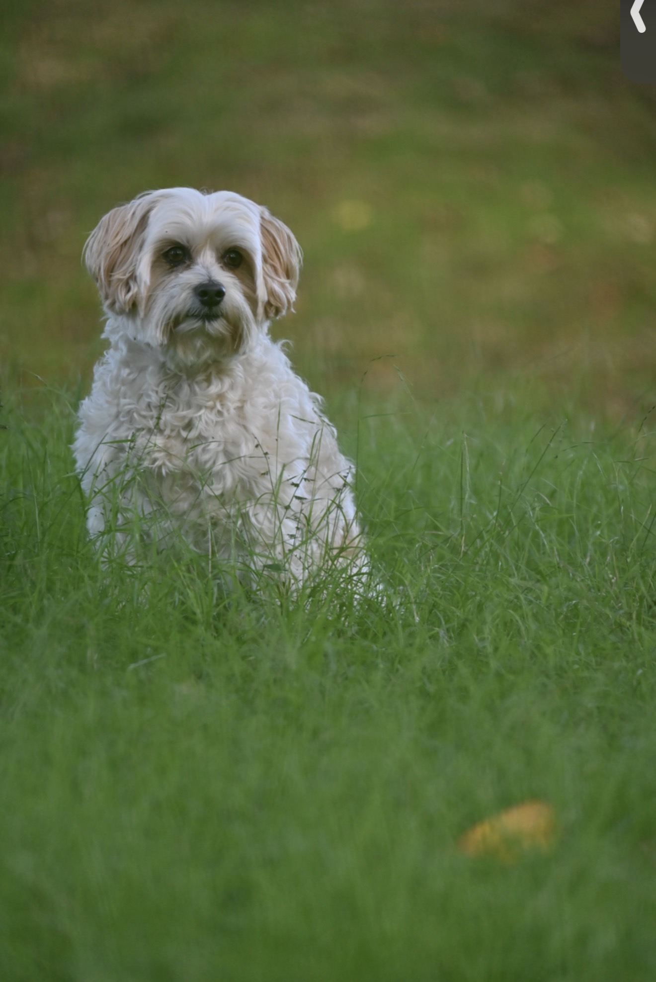 White dog in grass
