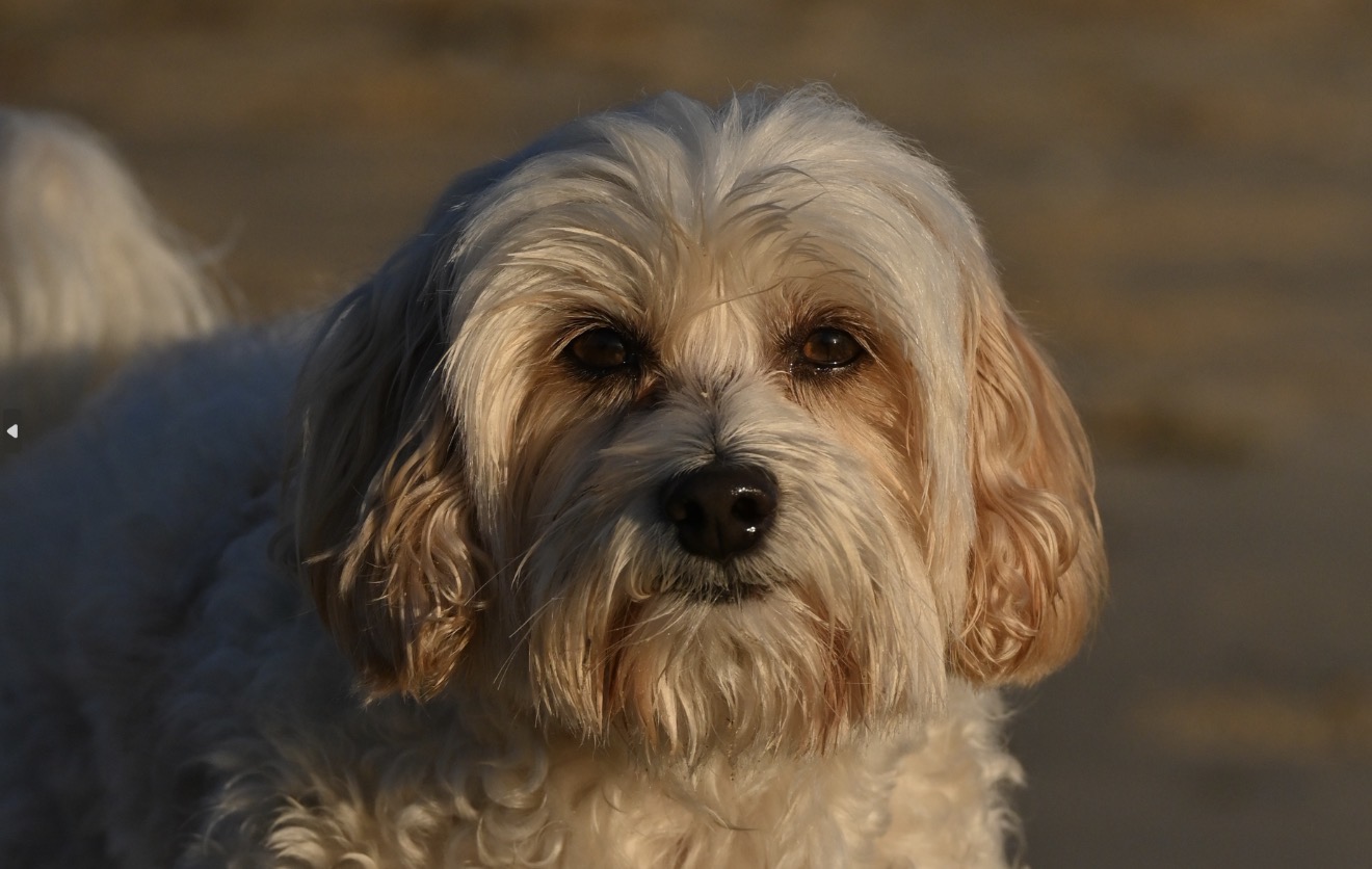 Fluffy portrait