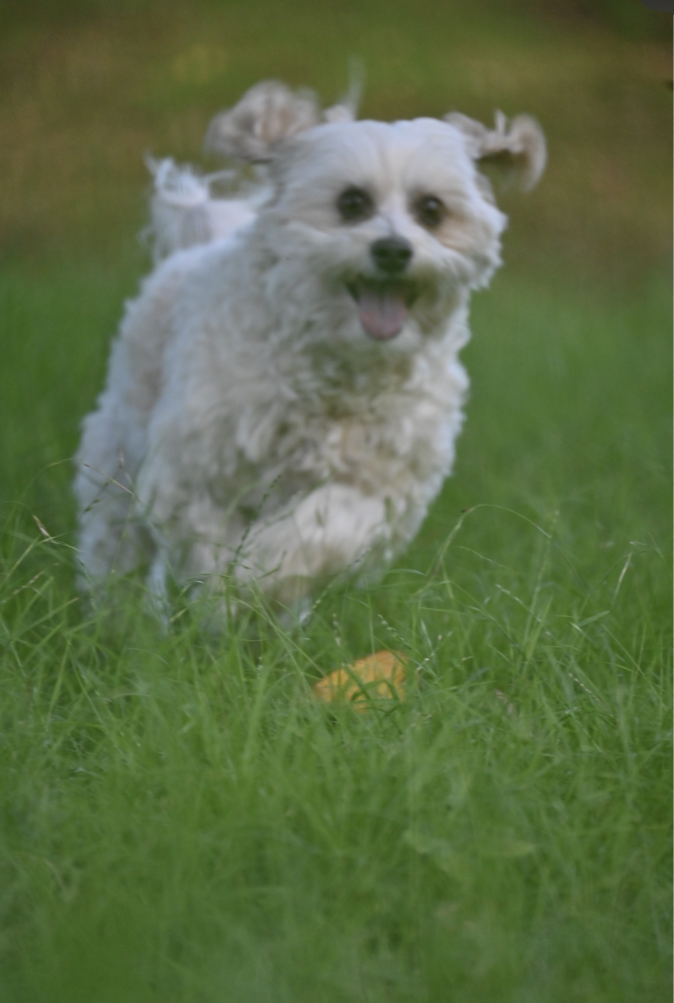 Dog running
